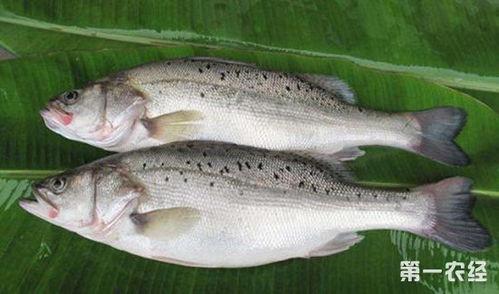 鲈鱼养殖爆料方法视频,视频爆料高效养殖技巧