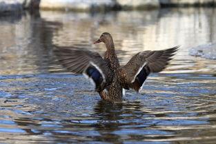 鸭老窝在线观看,在线观看，揭秘神秘古村传奇
