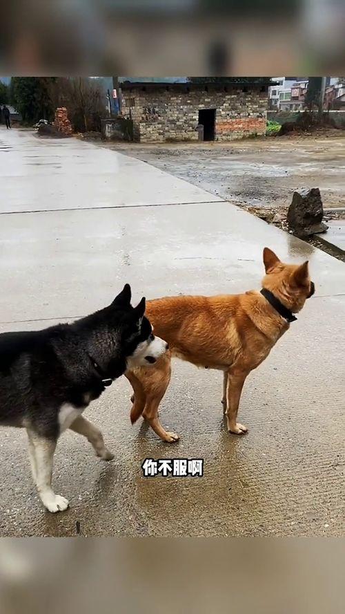 今日动物爆料新闻联播