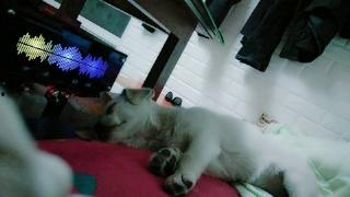 二狗爆料视频大全,揭秘娱乐圈幕后真相